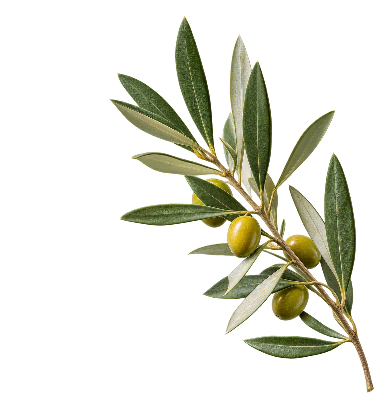 Olive branch